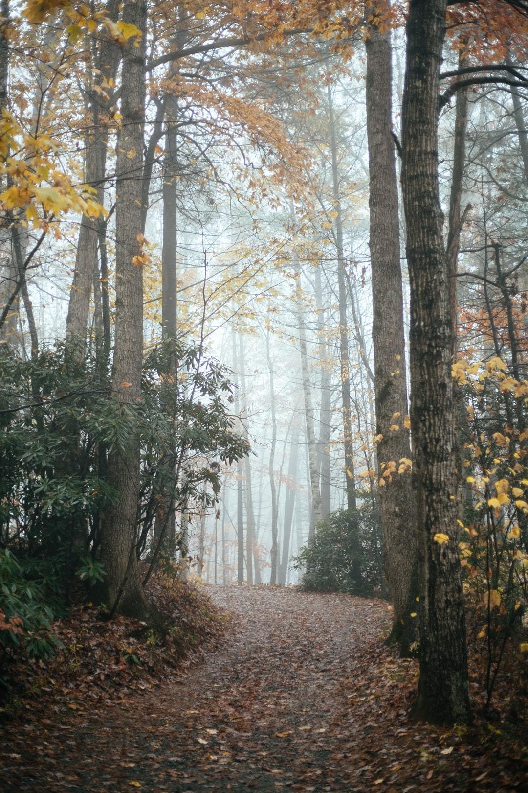 Teddy's Chestnuts offering image